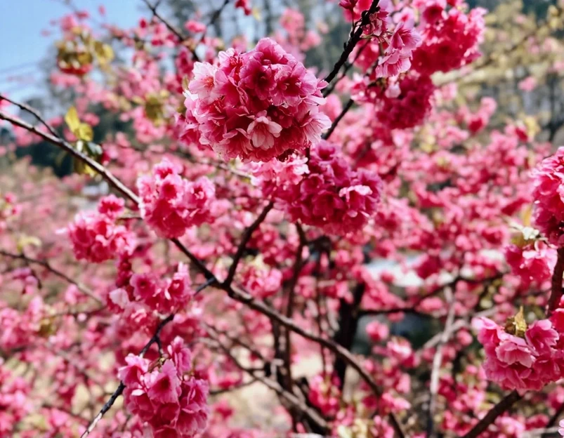 昆明旅游 1