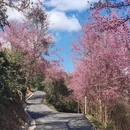 大理州旅游 缩略图 1