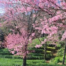 大理州旅游 缩略图 4