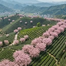 杭州旅游 缩略图 5