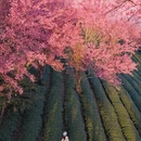 大理州旅游 缩略图 10