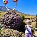 大理州旅游 缩略图 4