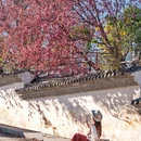 大理州旅游 缩略图 11