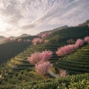 杭州旅游 缩略图 2