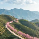 杭州旅游 缩略图 1