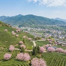 杭州旅游 缩略图 2