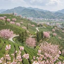 杭州旅游 缩略图 4