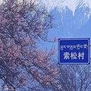 林芝旅游 缩略图 2