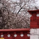 林芝旅游 缩略图 4