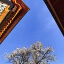 林芝旅游 缩略图 6