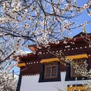 林芝旅游 缩略图 7