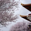 林芝旅游 缩略图 12