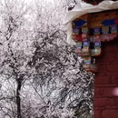 林芝旅游 缩略图 13