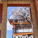 林芝旅游 缩略图 5