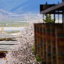 林芝旅游 缩略图 16