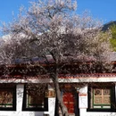 林芝旅游 缩略图 14