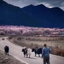 林芝旅游 缩略图 3