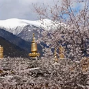 林芝旅游 缩略图 15