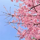 雅安旅游 缩略图 5