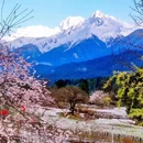 林芝旅游 缩略图 3