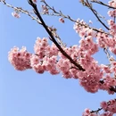 雅安旅游 缩略图 7