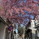 大理州旅游 缩略图 1
