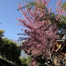 大理州旅游 缩略图 7