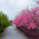 大理州旅游 缩略图 2
