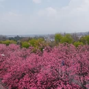 大理州旅游 缩略图 8