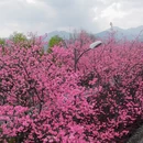 大理州旅游 缩略图 7