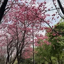 大理州旅游 缩略图 11