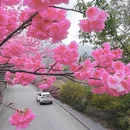 大理州旅游 缩略图 5