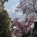 大理州旅游 缩略图 13