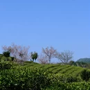 宁德旅游 缩略图 10