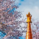林芝旅游 缩略图 7