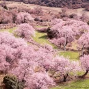 林芝旅游 缩略图 2