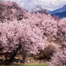 林芝旅游 缩略图 3
