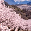 林芝旅游 缩略图 4