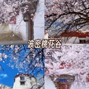 林芝旅游 缩略图 4