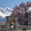 林芝旅游 缩略图 2