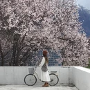 林芝旅游 缩略图 9