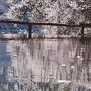 林芝旅游 缩略图 6