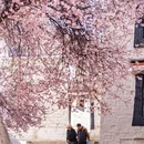 林芝旅游 缩略图 8