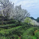 重庆旅游 缩略图 7