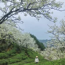 重庆旅游 缩略图 1