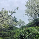 重庆旅游 缩略图 13