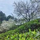 重庆旅游 缩略图 6