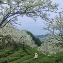 重庆旅游 缩略图 10