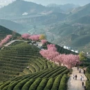 杭州旅游 缩略图 4