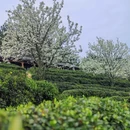 重庆旅游 缩略图 15